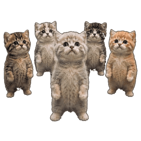 Five kittens dancing